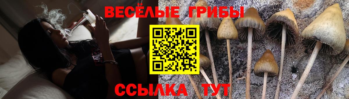 Псилоцибиновые грибы Psilocybine cubensis Среднеуральск